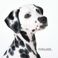 Схема вышивки «долматин»