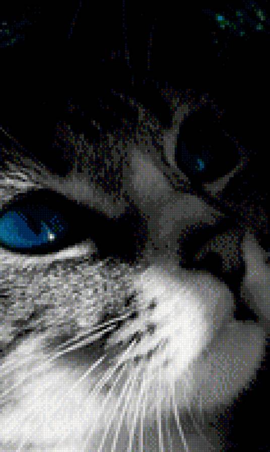 Котейка - глаза, кот - предпросмотр