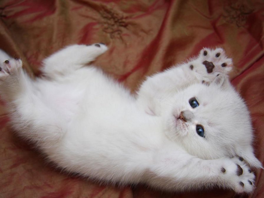 животные - оригинал