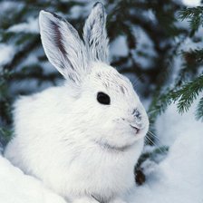 Схема вышивки «зайчик»