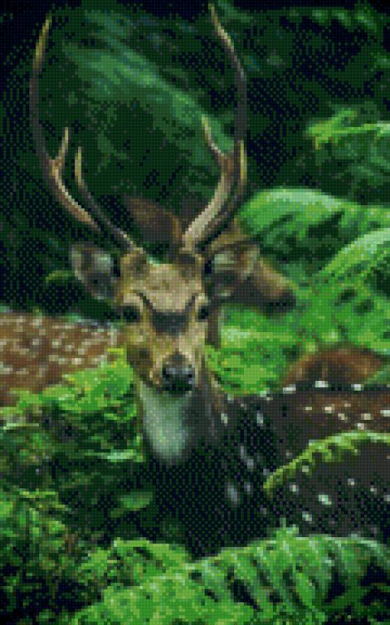 олени - олень, животные - предпросмотр