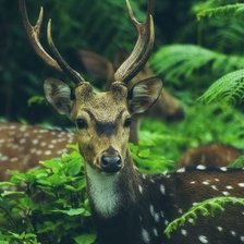 Схема вышивки «олени»