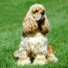 Схема вышивки «вислоухий»