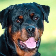 Схема вышивки «ротвеллер»