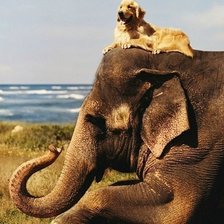 Схема вышивки «серия ,,живности"»