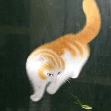 Схема вышивки «кисонька»