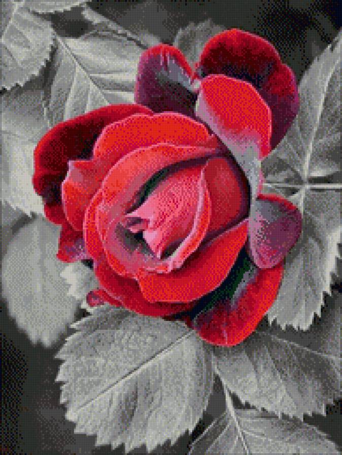 Алая роза - роза, алый, цветок - предпросмотр