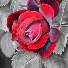 Схема вышивки «Алая роза»