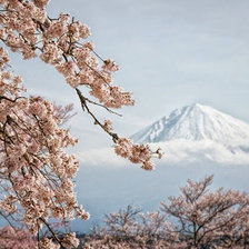 Схема вышивки «Весна на Футзияме.»
