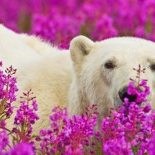 Схема вышивки «Белый мишка.»