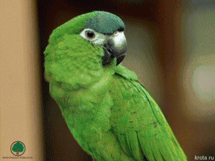 зеленый попугай - предпросмотр