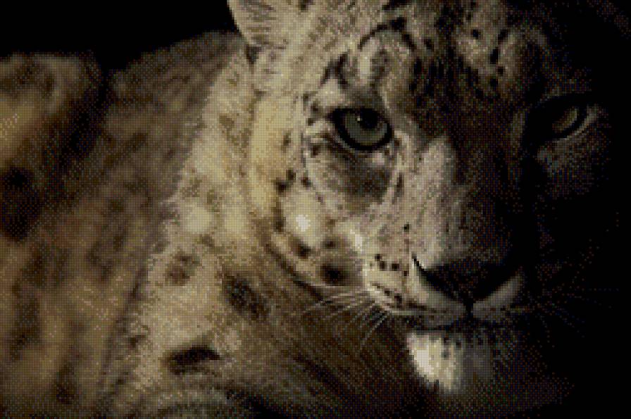 Ирбис. - ирбис, снежный барс - предпросмотр