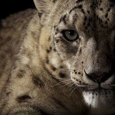 Схема вышивки «Ирбис.»