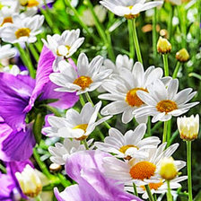 Схема вышивки «Летнее настроение.»