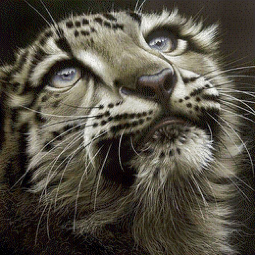 Ирбис малыш. - снежный барс, малыш, ирбис - предпросмотр