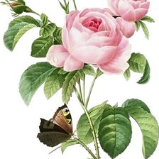 Схема вышивки «роза»