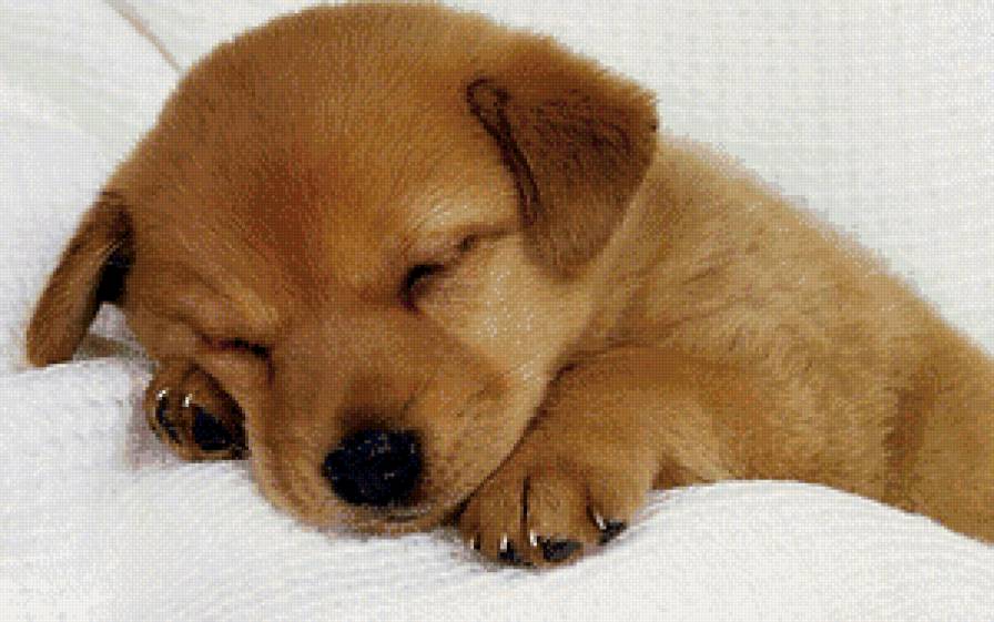 Щенок - сон, собаки - предпросмотр