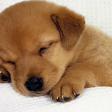 Схема вышивки «Щенок»