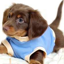 Схема вышивки «Щенок»