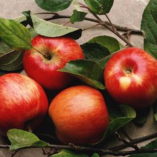 Схема вышивки «урожай»