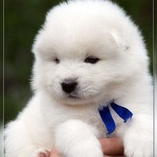 Схема вышивки «белянчик»