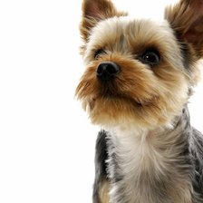 Схема вышивки «терьер»