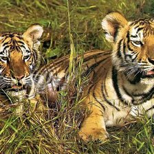 Схема вышивки «тигры»