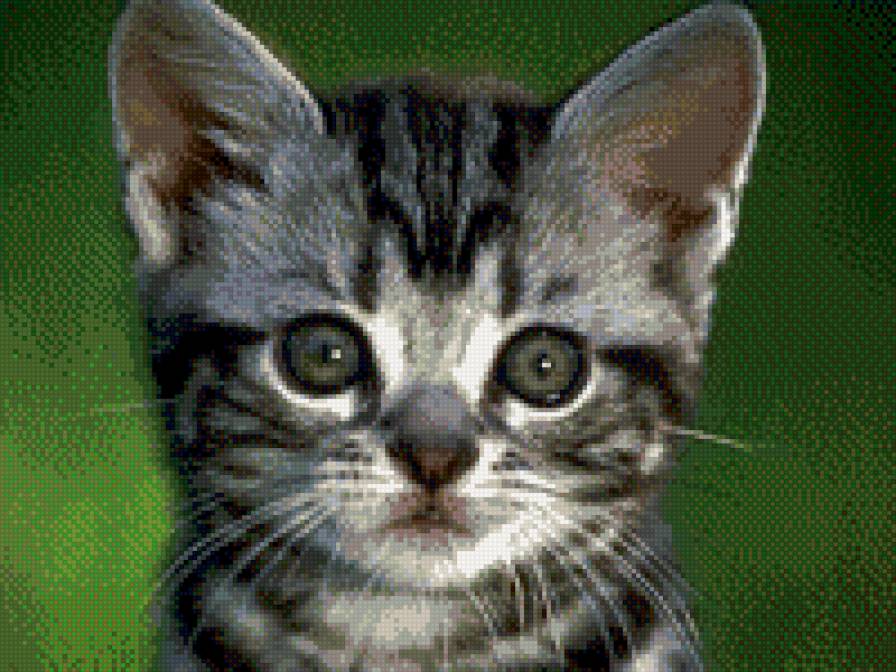 котик - предпросмотр