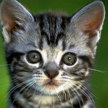 Схема вышивки «котик»