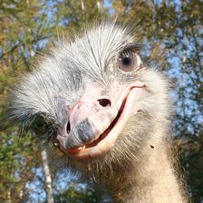 Схема вышивки «любопытный»