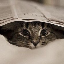 Схема вышивки «бестия»