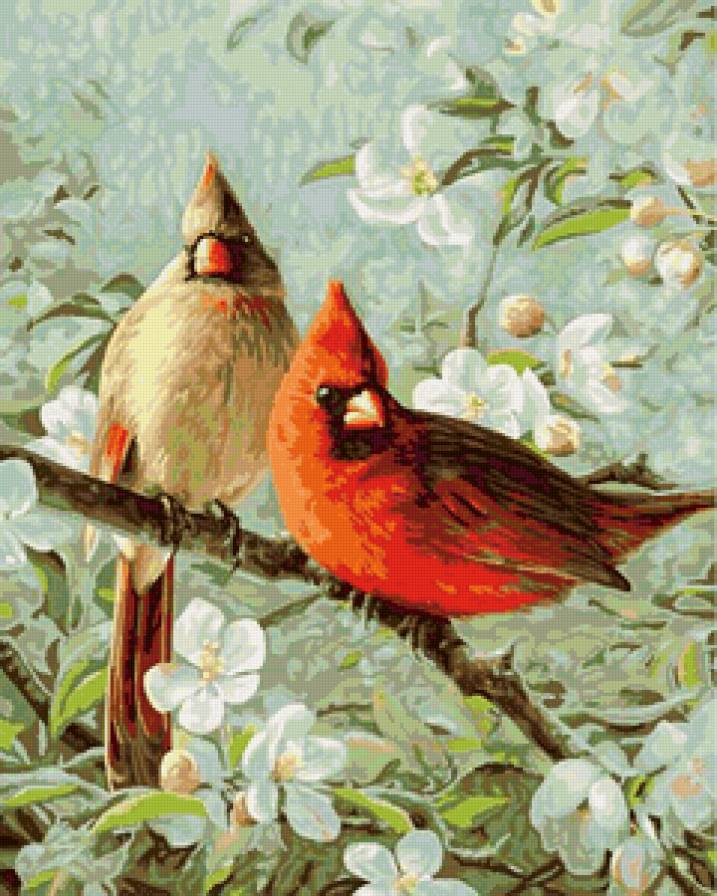 Серия птицы - природа, птицы - предпросмотр