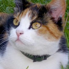 Схема вышивки «Киска»