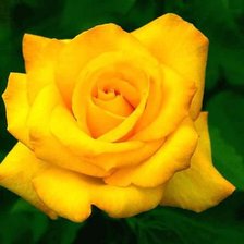 Схема вышивки «роза»