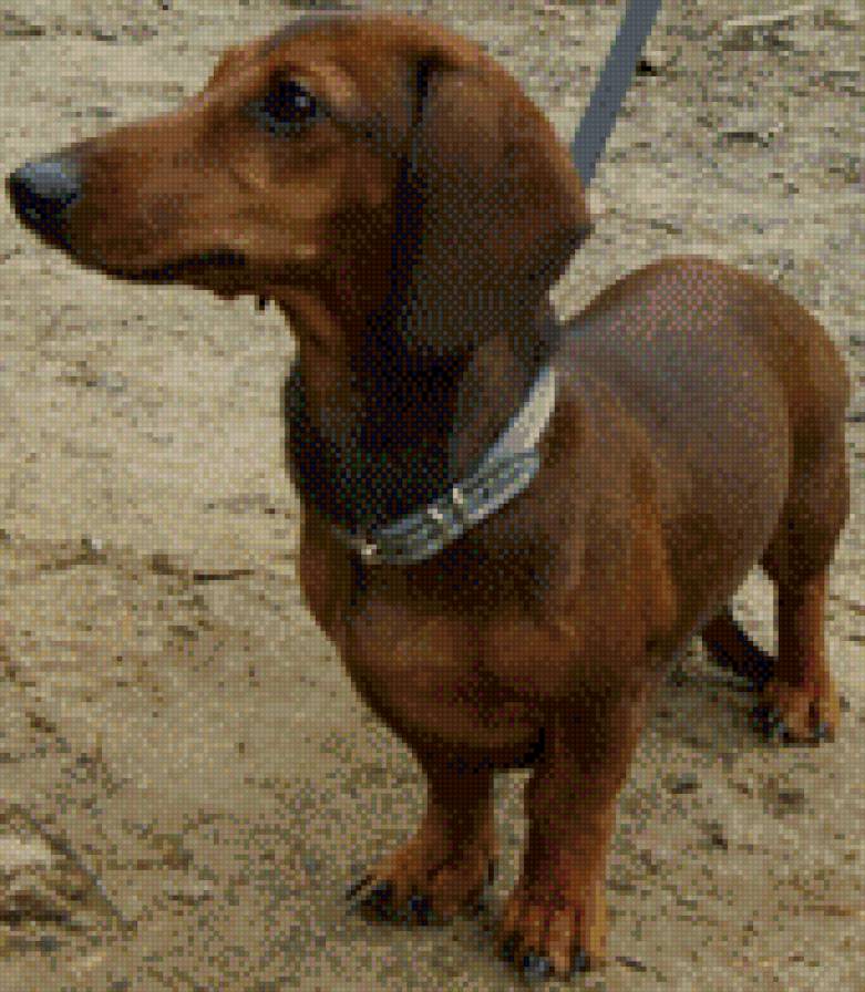 такса - собака - предпросмотр