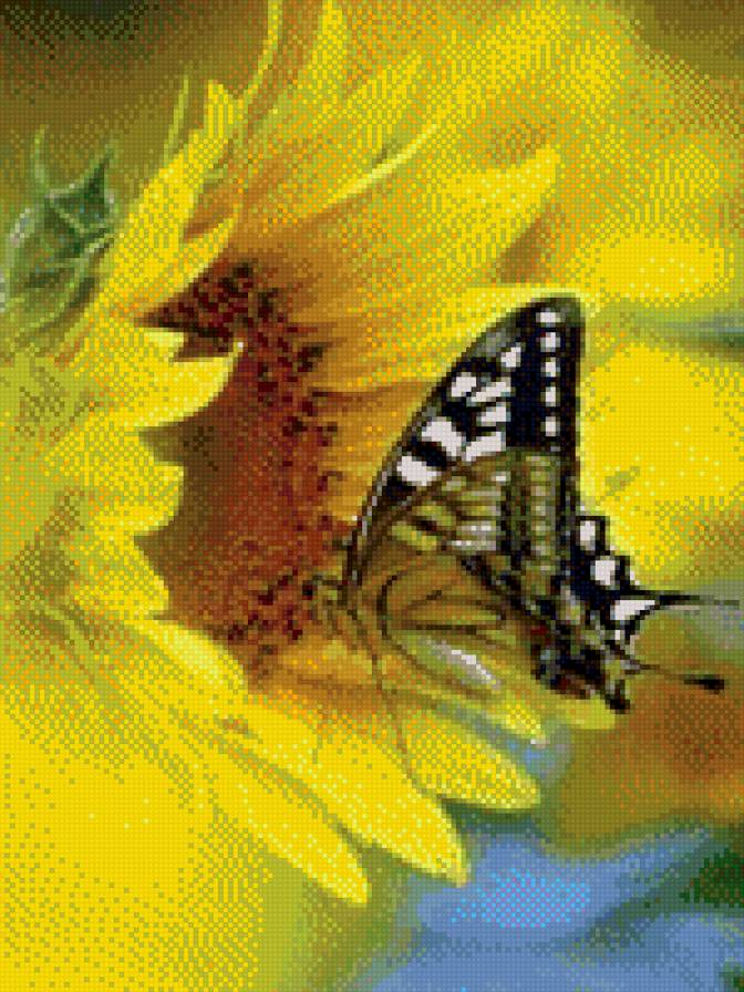 Бабочка - насекомое, подсолнух, бабочка - предпросмотр