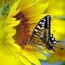 Схема вышивки «Бабочка»