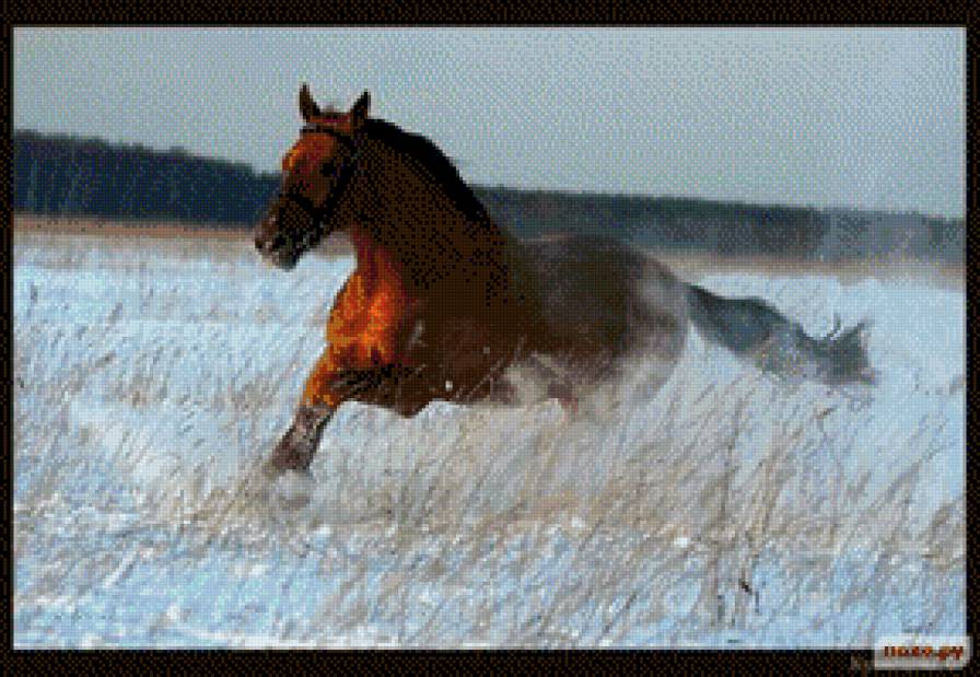 Конь - лошади - предпросмотр