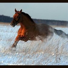 Схема вышивки «Конь»