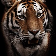 Схема вышивки «Тигр»