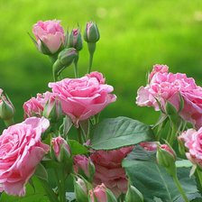 Схема вышивки «№720813»