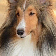 Схема вышивки «Колли»