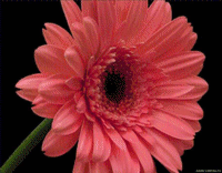 Гербер розовый - цветы - предпросмотр