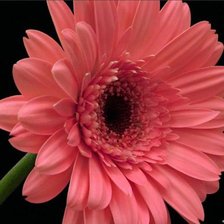 Гербер розовый