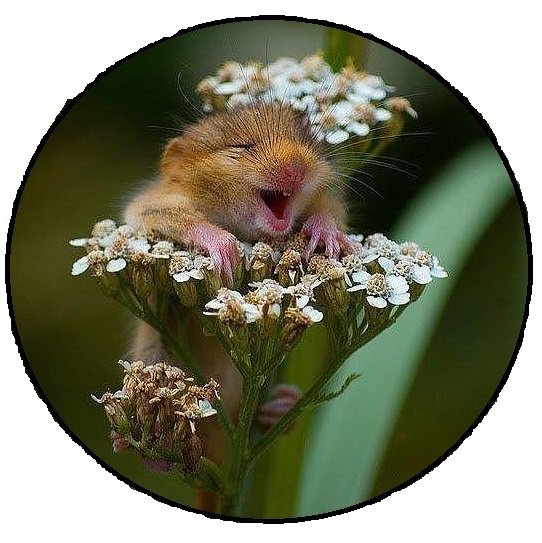 Улыбка природы - мышка - оригинал