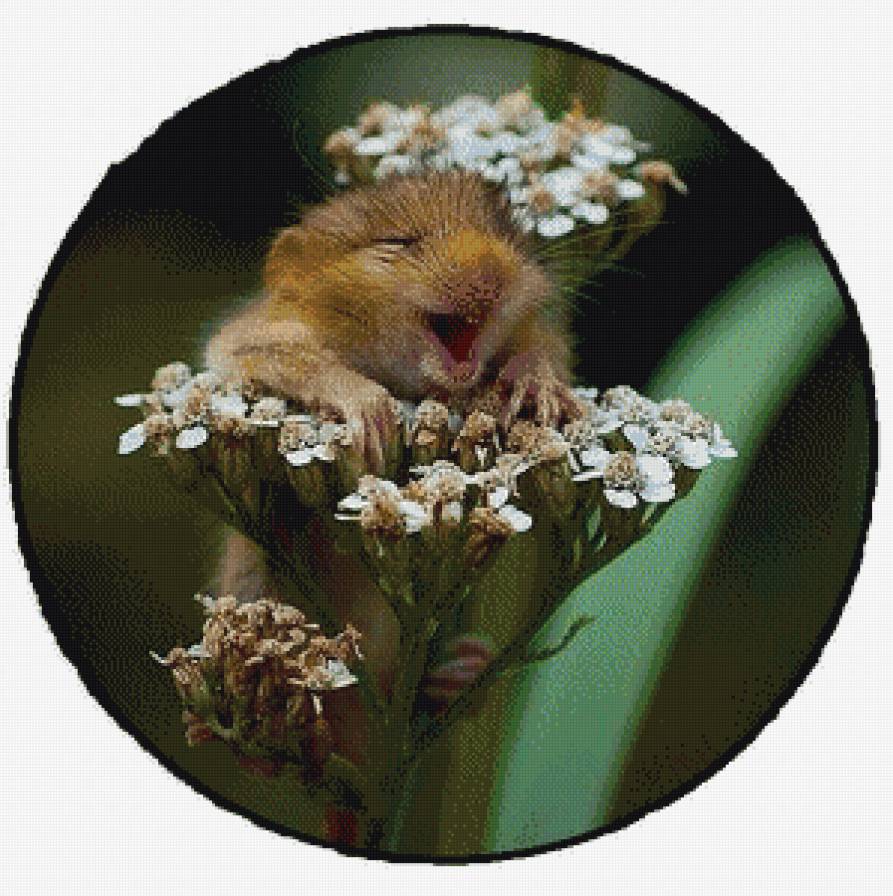 Улыбка природы - мышка - предпросмотр