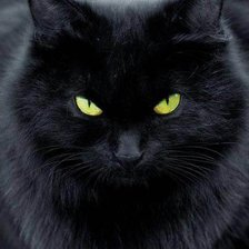 Схема вышивки «Котейка»