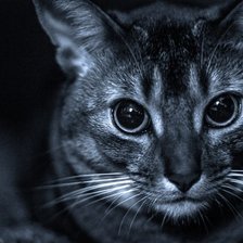 Схема вышивки «Кошачий взгляд»