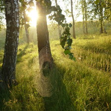 Рассвет  в лесу .
