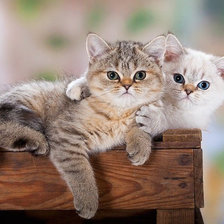 Схема вышивки «котята»